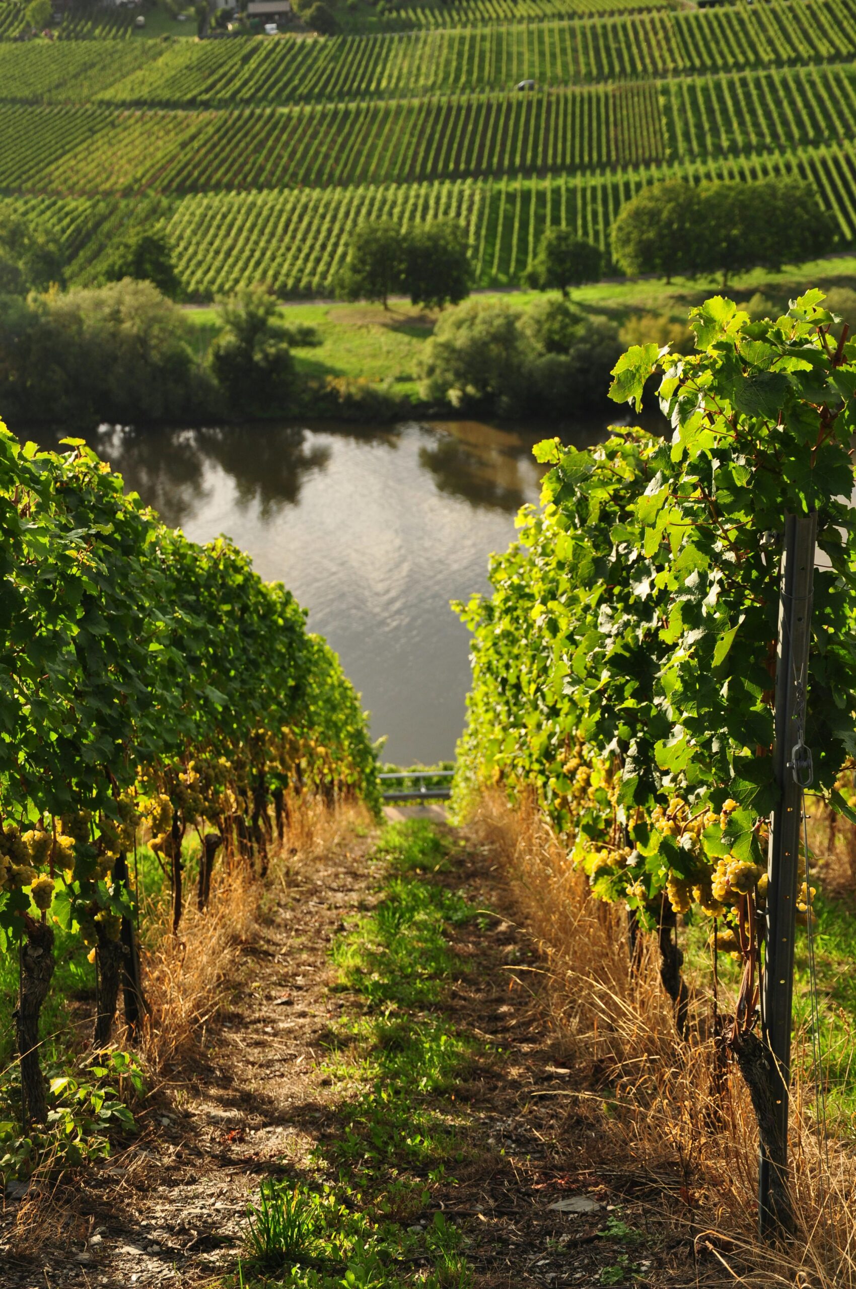 Agricultural expert inspecting crops