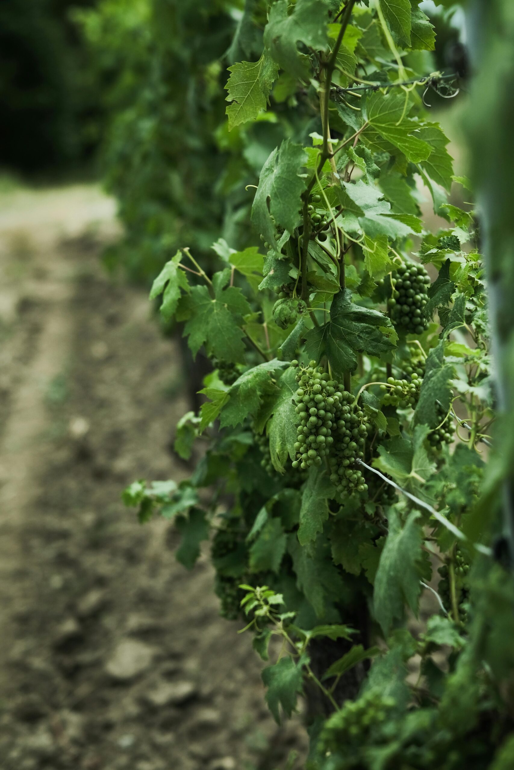 Fresh produce being sorted and packed