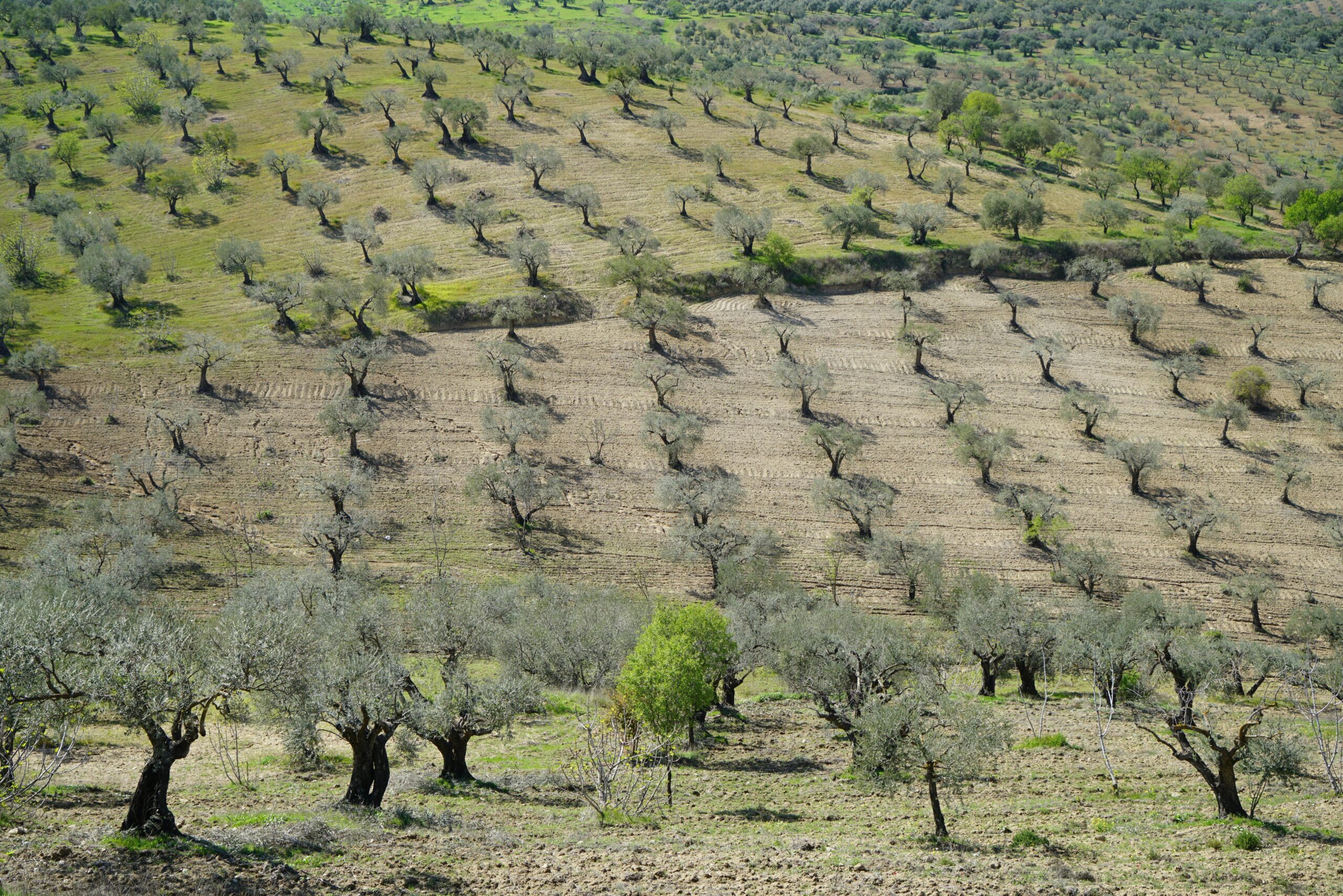 Greek vineyard harvest